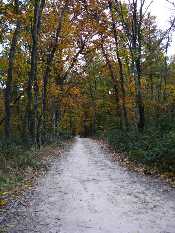 Forêt de Bouconne